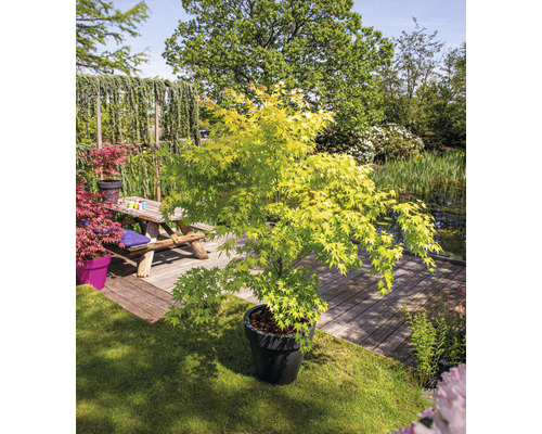 Érable japonais en pot dans le jardin