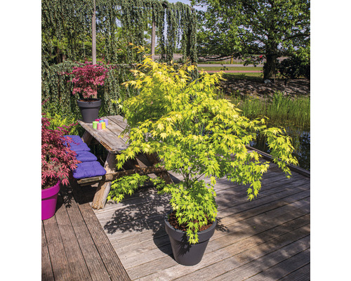 Érable japonais en pot sur une terrasse en bois avec table de jardin et bassin