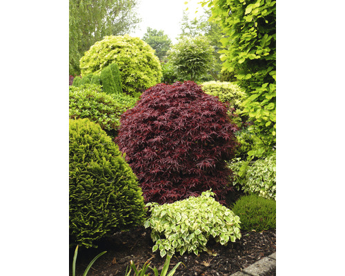 Jardin avec divers arbustes d''ornement et arbres.