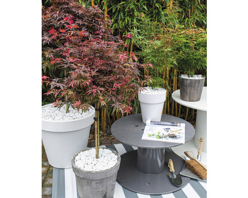 Scène de jardin avec des érables en pot, décoration avec des pierres blanches et accessoires de jardinage