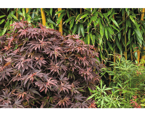 Érable japonais et bambou dans le jardin