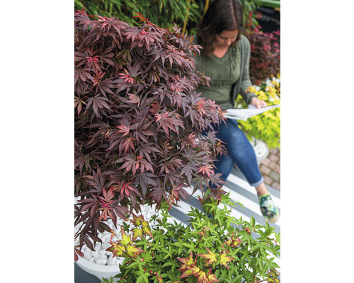 Scène de jardin avec un érable japonais et une femme lisant un livre