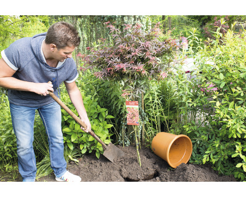 Un homme plante un érable japonais avec une bêche dans un jardin.