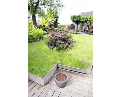 Érable japonais en pot sur une terrasse en bois dans un jardin.