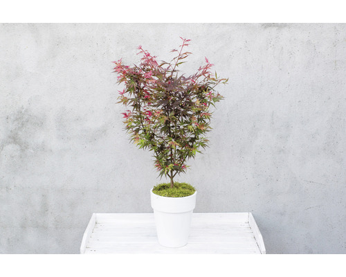 Érable japonais en pot sur une table