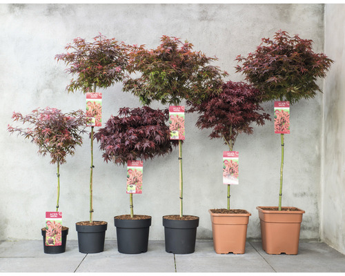 Rangée d''érables japonais de différentes tailles en pots