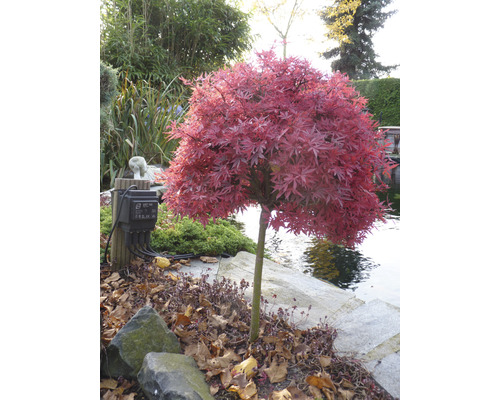 Érable japonais dans le jardin