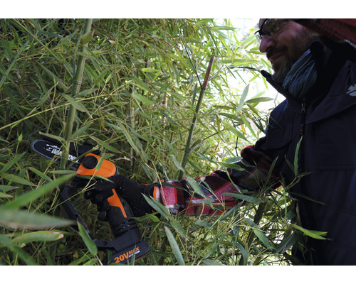 Une personne coupe du bambou avec une tronçonneuse à batterie