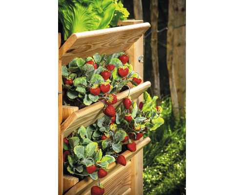 Tour de plantation en bois plantée de fraises et de salade