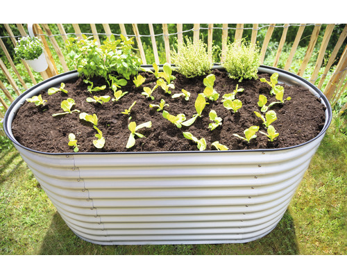 Jardinière ovale en métal plantée de salade et d''herbes dans le jardin.
