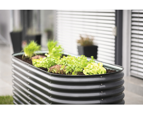 Jardinière surélevée en métal avec des plants de salade