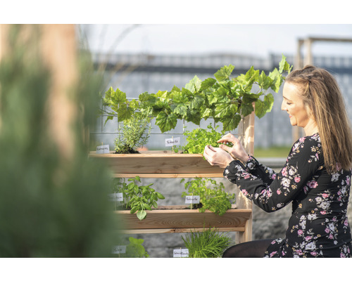 Femme entretenant des herbes aromatiques dans un étagère à herbes en bois dans le jardin.