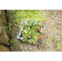 Pot de fleurs plastique 43x43x41 cm anthracite - HORNBACH