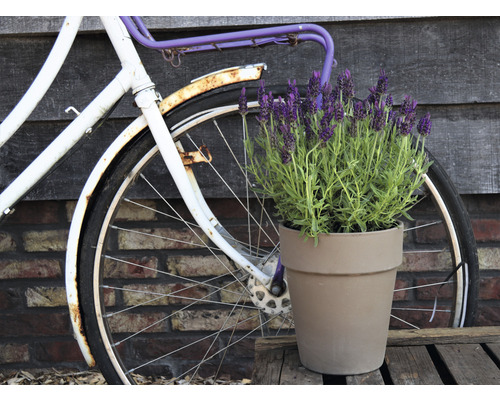 Dekorative Szene mit Topfblume, Fahrrad und Holzwand