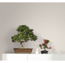 Zwei Zimmerbonsais auf einem Regal