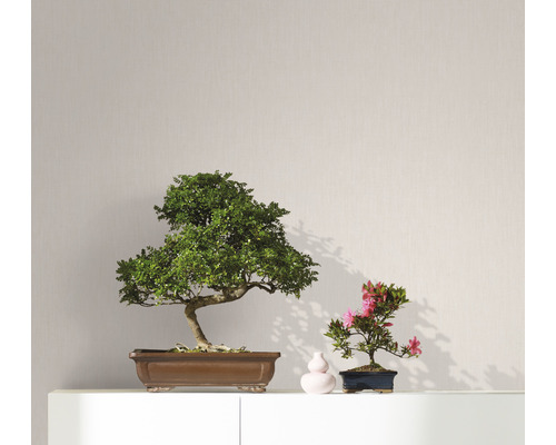 Zwei Zimmerbonsais auf einem Regal