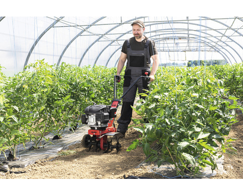 Mann benutzt eine Motorhacke in einem Gewächshaus zur Bodenbearbeitung zwischen Tomatenpflanzen.