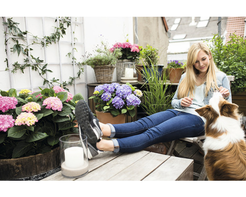 Balcon décoré avec des hortensias et une femme interagissant avec un chien