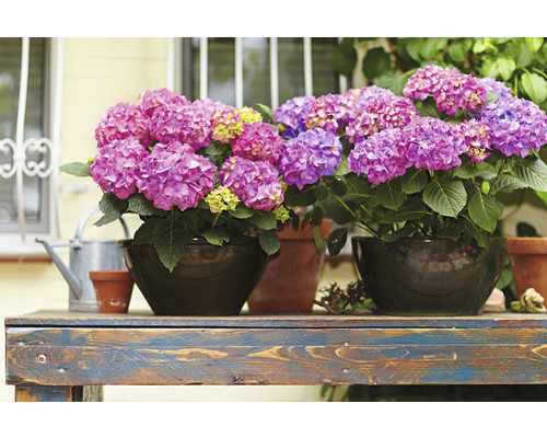 Arrangement d''hortensias en pot sur une table en bois