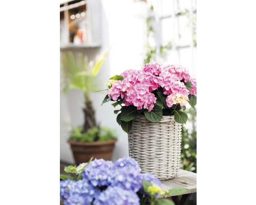 Hortensia rose dans un pot tressé sur une table en bois