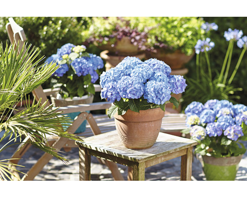 Hortensias à fleurs bleues dans des pots en terre cuite sur une table et une chaise de jardin
