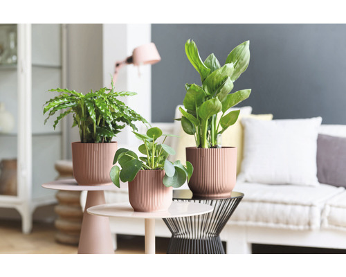 Trois plantes d''intérieur en pot sur des tables d''appoint dans un salon.