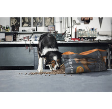 Un Border Collie mange des aliments pour chiens dans un sac ouvert de la marque Finevo.