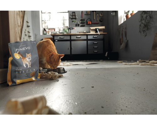 Un chat orange mange dans un bol dans un atelier. À côté de lui se trouve un paquet de nourriture pour chats âgés Finevo.
