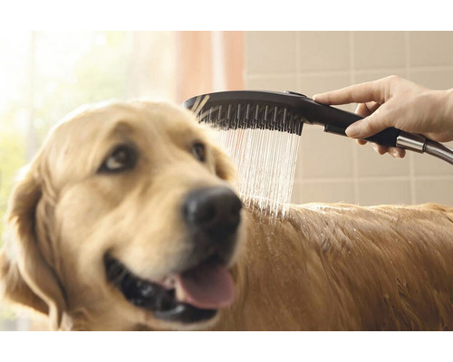Un chien est douché avec une douchette.
