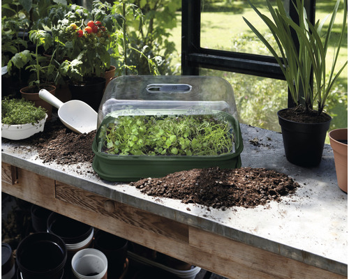 Anzuchthaus mit jungen Pflanzen, Pflanzschaufel und Pflanzerde auf einem Tisch im Gewächshaus.