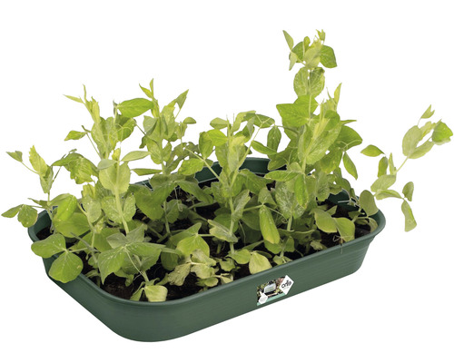 Erbsensprossen in einer Anzuchtbox