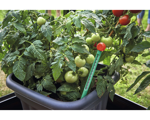 Tomatenpflanze im Topf mit Temperaturmesser