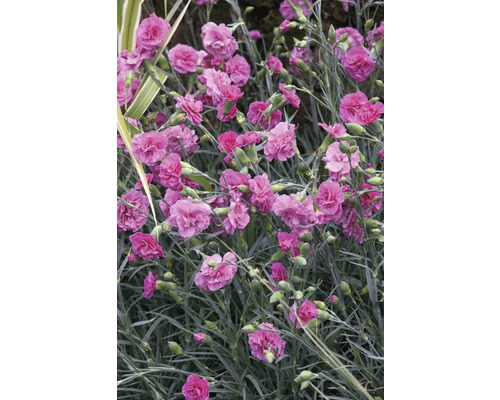 Duftende Federnelke Mix FloraSelf Dianthus Devon Cottage H 15-30 cm Co 5 L versch. Sorten