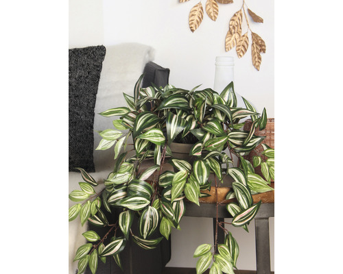 Plante d''intérieur avec des feuilles rayées sur une table