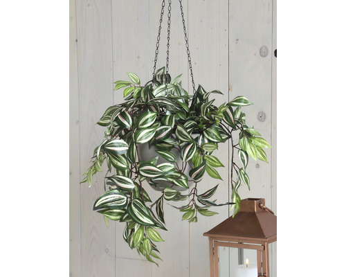 Plante suspendue avec des feuilles vertes et blanches dans un pot avec suspension à chaîne