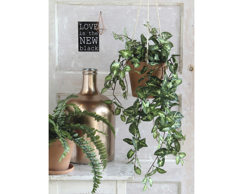 Scène décorative avec plante suspendue, fougère en pot et bouteille dorée sur une étagère.