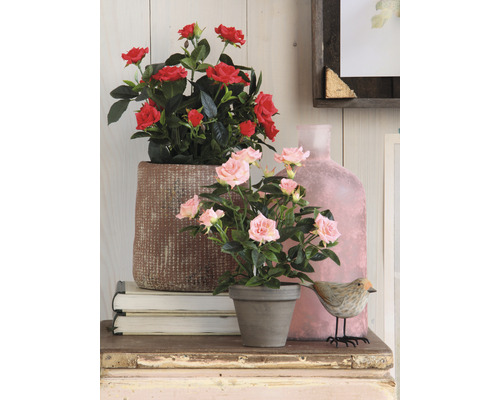 Scène décorative avec des roses en pot sur une table