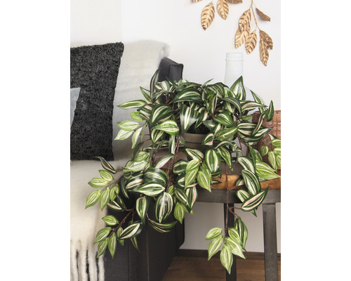 Plante d''intérieur décorative sur une table d''appoint