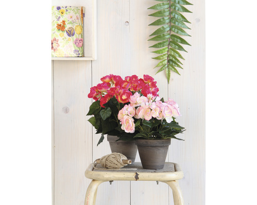 Deux bégonias en pot avec des fleurs rouges et roses sur un tabouret avec décoration