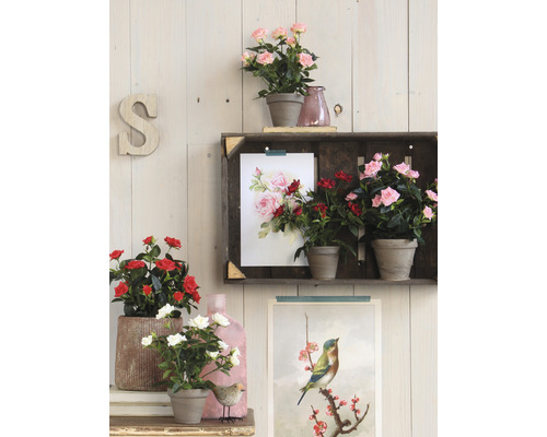 Rosiers d''intérieur décoratifs en pot sur une étagère devant un lambris en bois