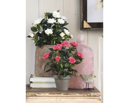 Scène décorative avec des roses et des éléments de décoration sur une table