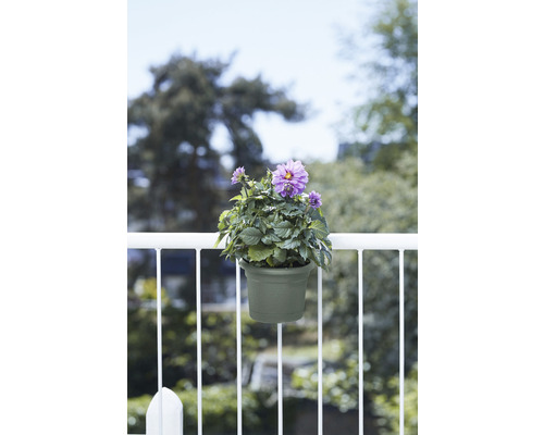 Pot de fleurs avec dahlia violet sur une balustrade de balcon