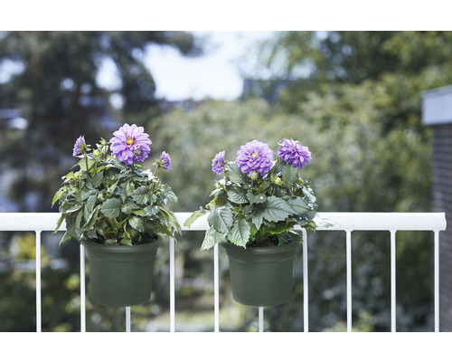 Deux pots de fleurs verts avec des dahlias violets sur un balcon