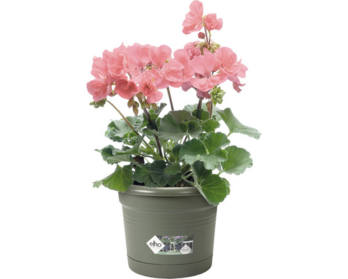 Géranium dans un pot de fleurs Elho