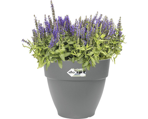 Plante fleurie dans un pot gris