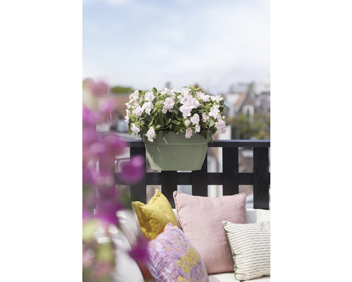 Blumentopf mit weißen Blüten auf einem Balkon mit Kissen.