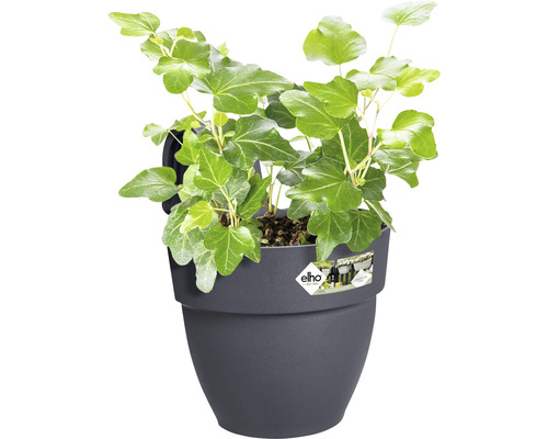 Lierre dans un pot en plastique pour l''extérieur