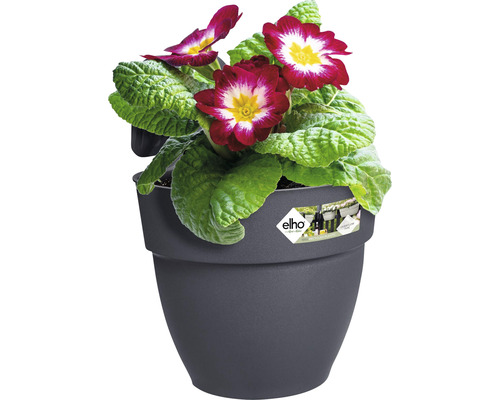 Primevère dans un pot de fleurs