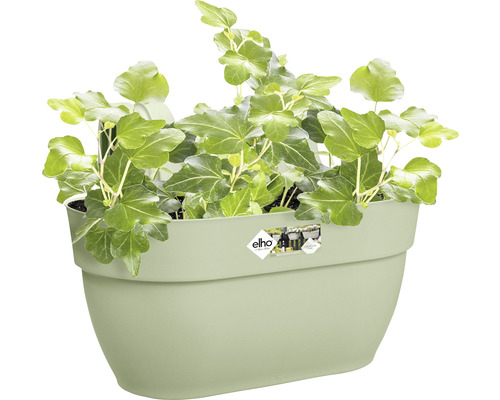 Lierre vert dans un pot de fleurs mural