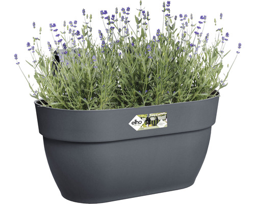 Jardinière grise avec plants de lavande